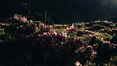 Alpenrosenbüsche mit rosafarbenen Blüten im Gegenlicht
