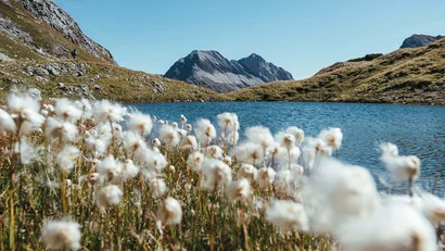 Blumen am See mit Bergen im Hintergrund bei klarem Himmel