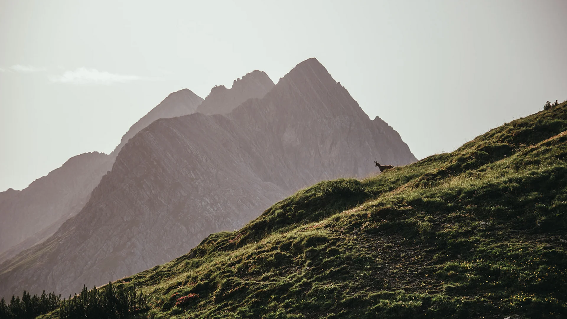 Grüne Bergwiese mit einer Gämse vor hohen Felsbergen im Dunst