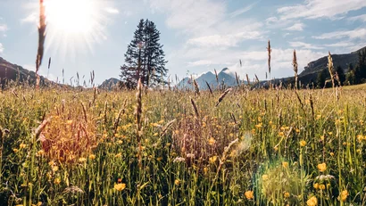 Sonnenbeschienene Wiese mit gelben Blumen und Bergen im Hintergrund