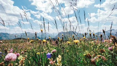 Blumenwiese mit Bergen und bewölktem Himmel im Hintergrund