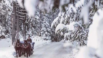 Pferdeschlittenfahrt durch verschneiten Wald