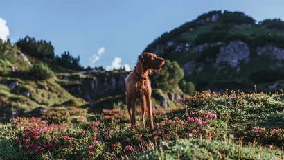 Hund steht in blühender Bergwiese mit Bergen im Hintergrund