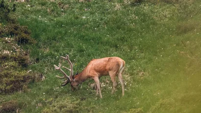 Hirsch mit Samthirschgeweih frisst auf einer grünen Wiese mit Blumen