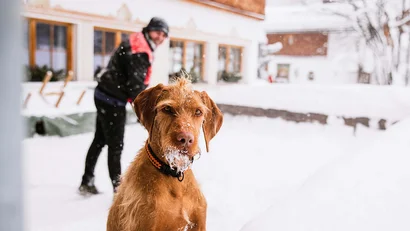 Hund mit schneebedecktem Gesicht vor Haus, Mensch im Hintergrund