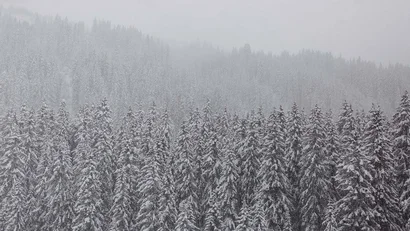 Schneebedeckte Tannen in einem nebligen Winterwald